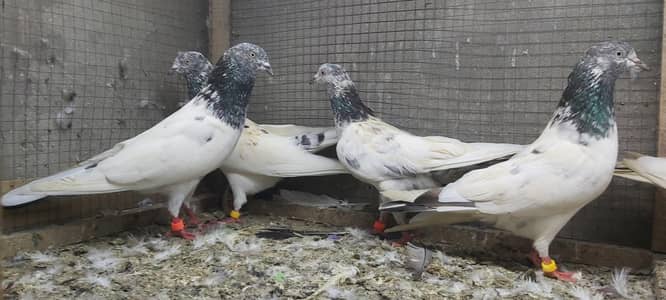 Goldan Kamagar Taddi Joro Waly Kabotar For Sale.