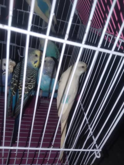 king size parrots for sale