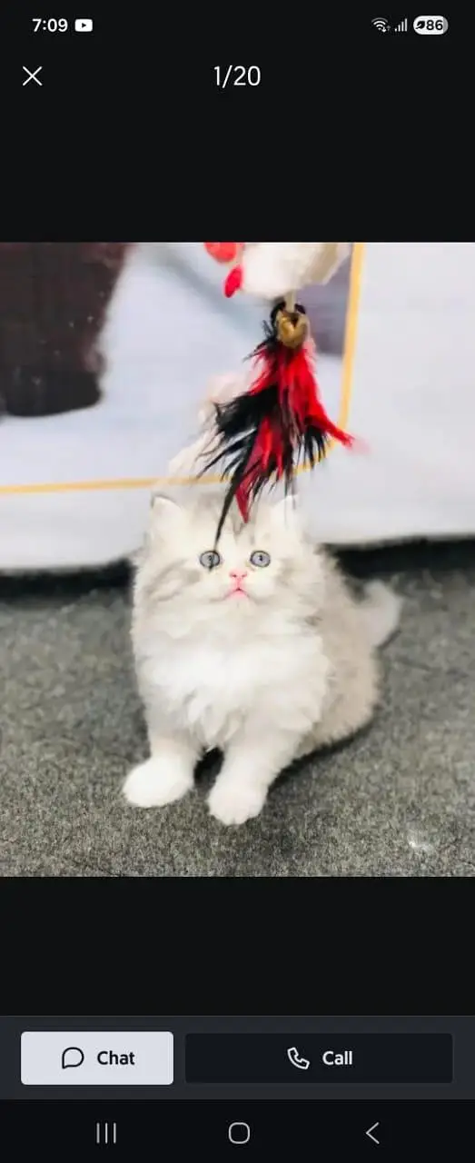 cash on delivery parshion kitten cat male female — photo 12