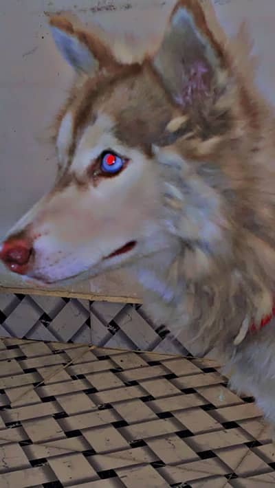 Siberian Husky Male Pup