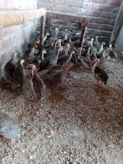 gini Fowl teetri chicks