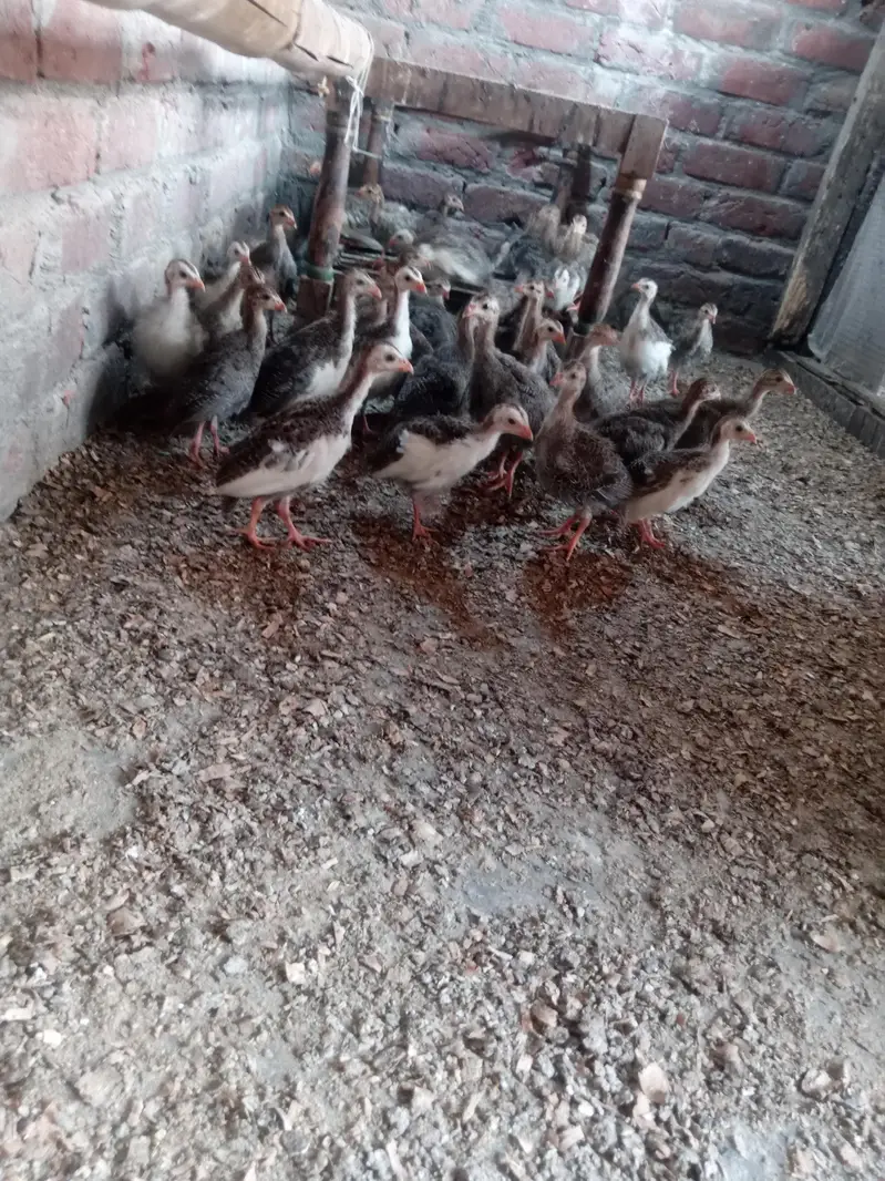 gini Fowl teetri chicks — photo 2