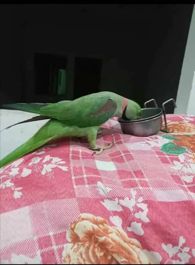 raw parrot male