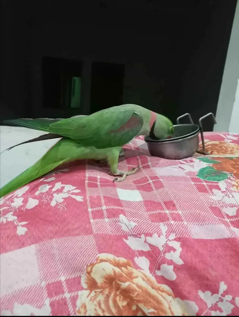 raw parrot male — photo 3