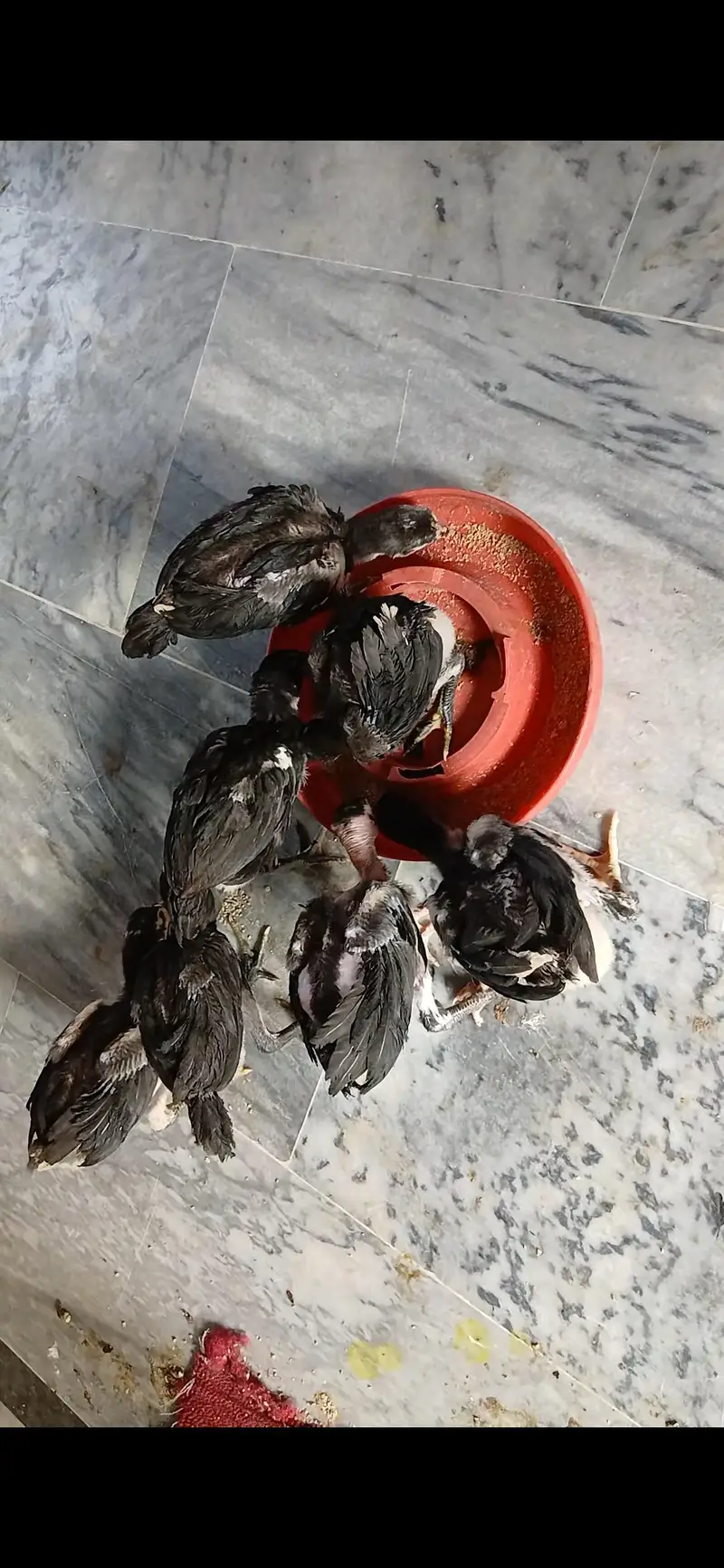 pure thai pakoye or dragon chicks — photo 3