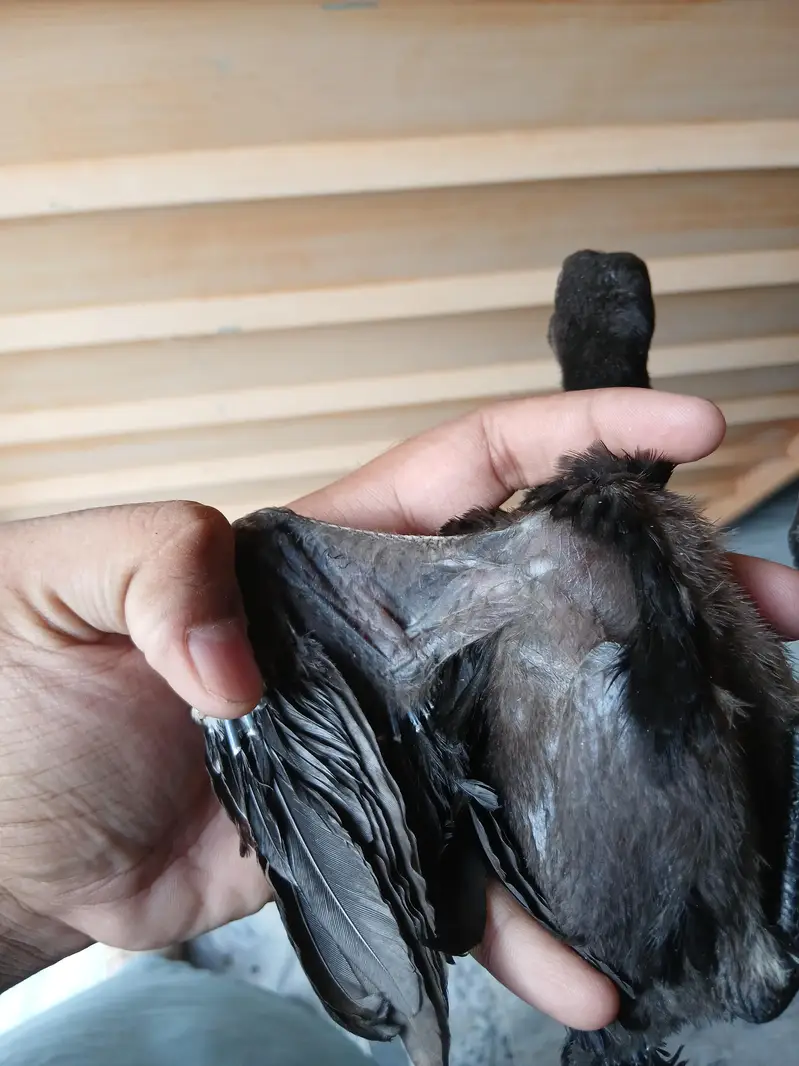 pure thai pakoye or dragon chicks — photo 4