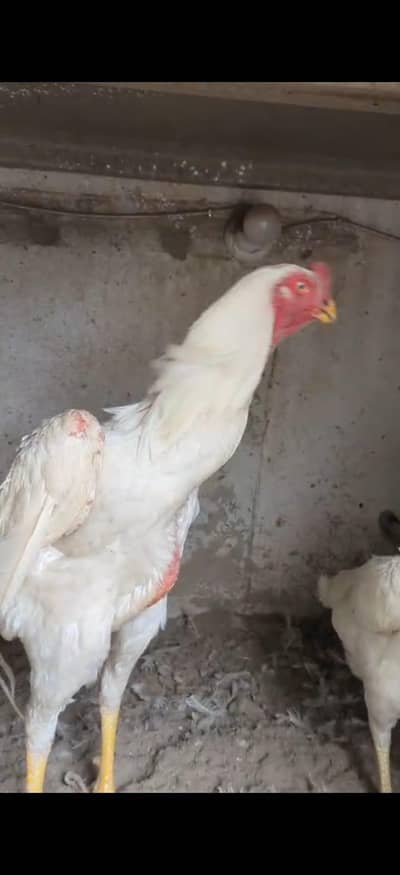 Shamo chicks