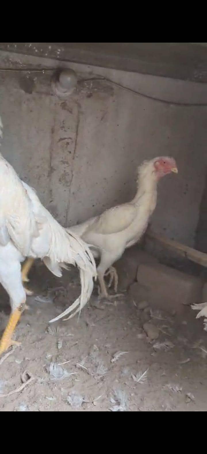 Shamo chicks 2