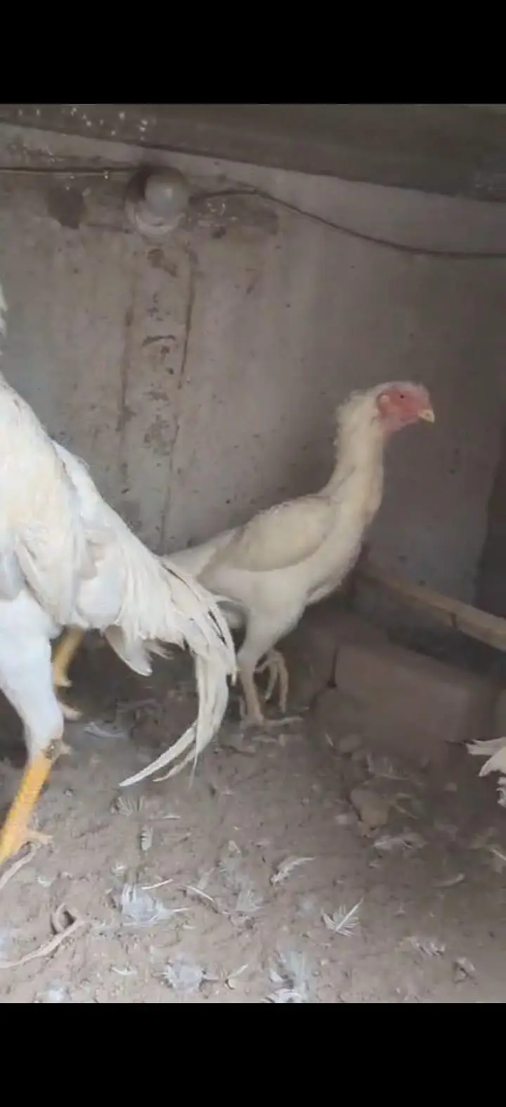 Shamo chicks — photo 3