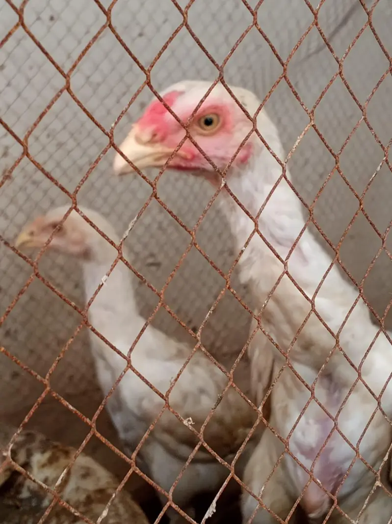 Shamo chicks — photo 7