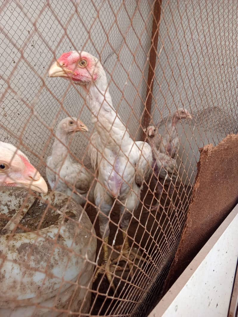 Shamo chicks 8