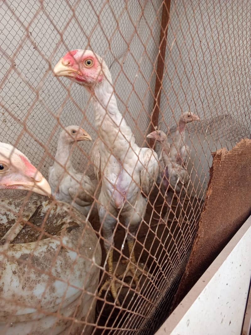 Shamo chicks 9