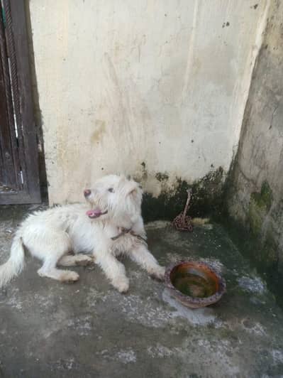 shitzu male white colour for sale