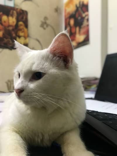 Male cat cute blue eyes