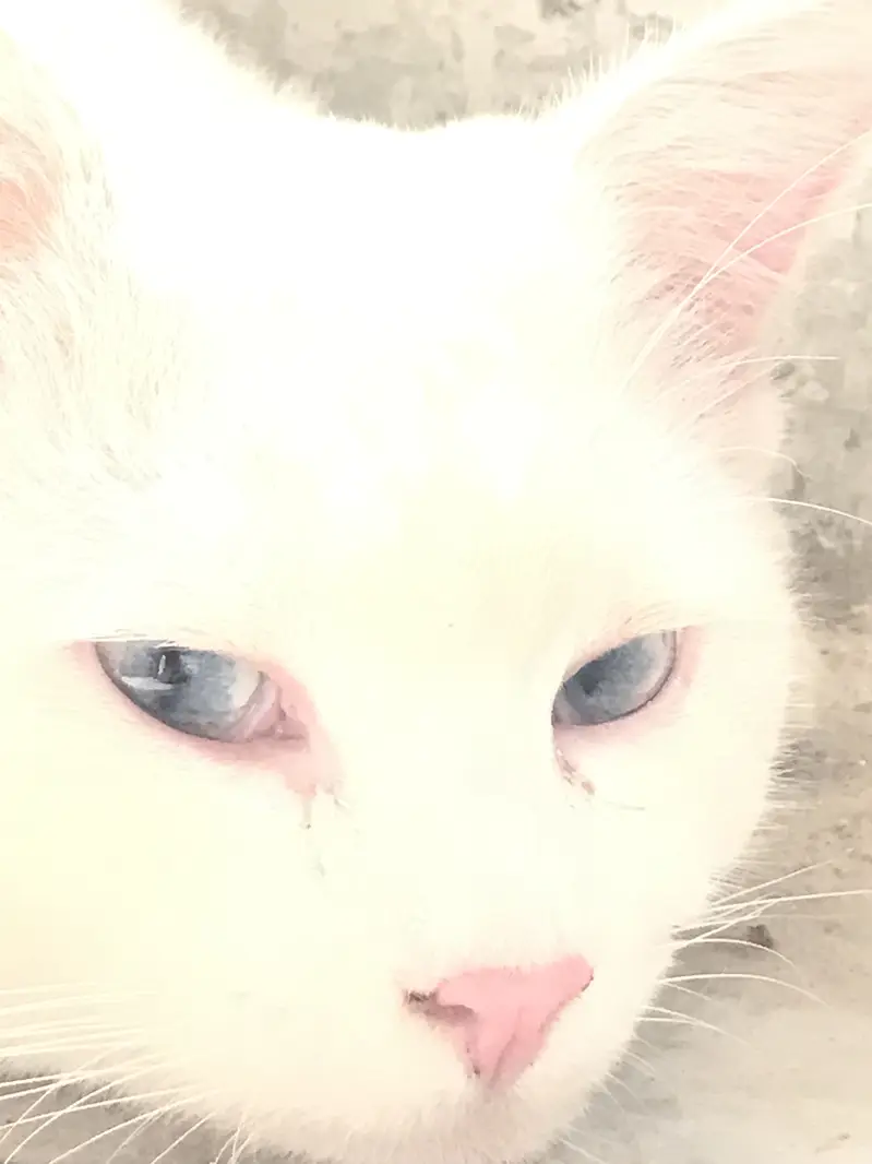 Male cat cute blue eyes — photo 5