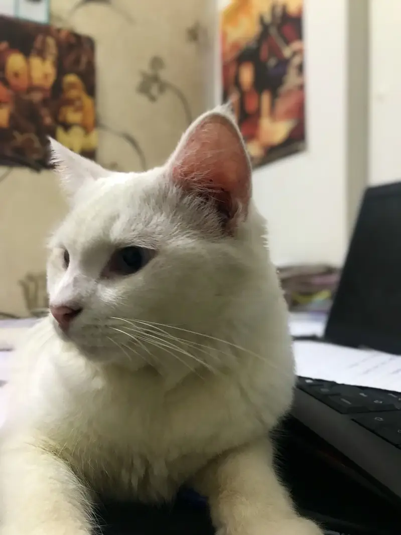 Male cat cute blue eyes — photo 6