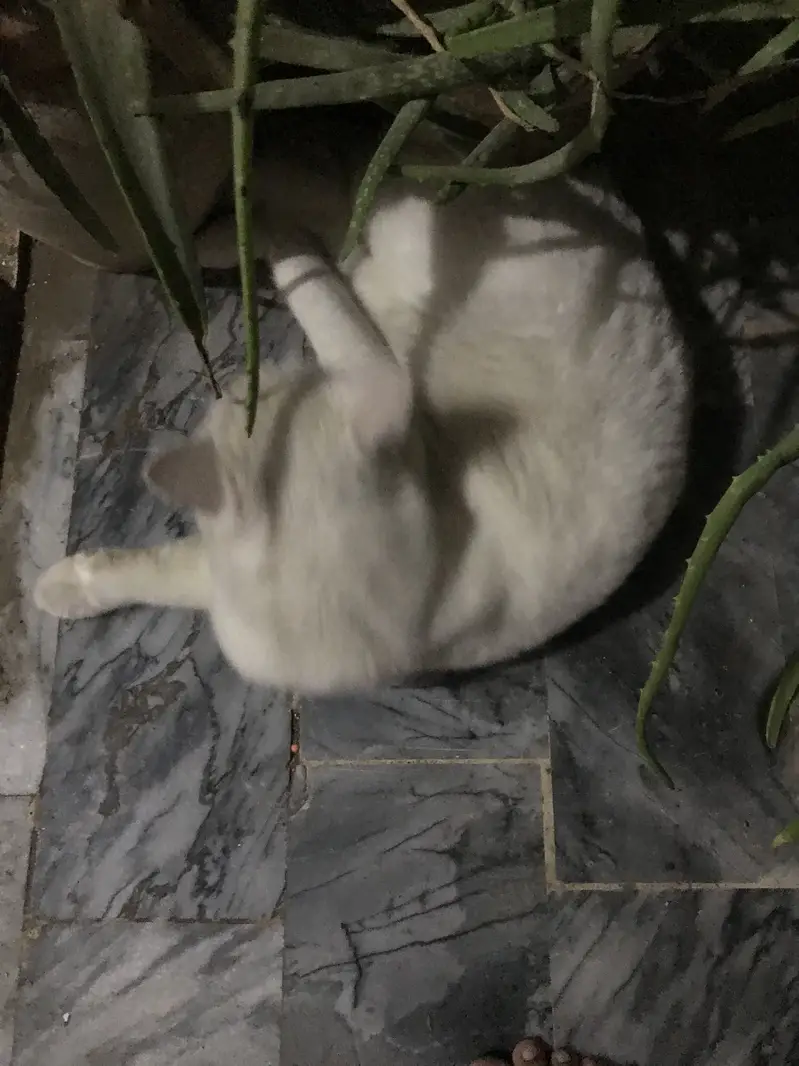 Male cat cute blue eyes — photo 7