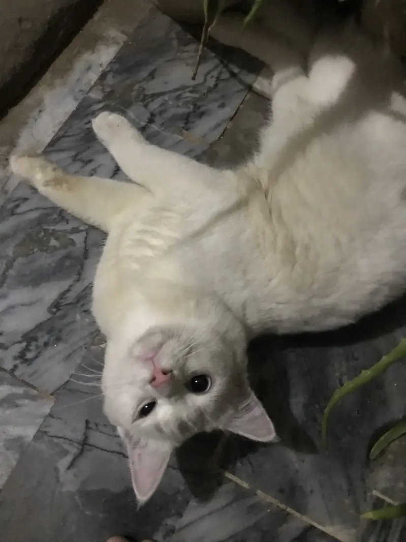 Male cat cute blue eyes — photo 8