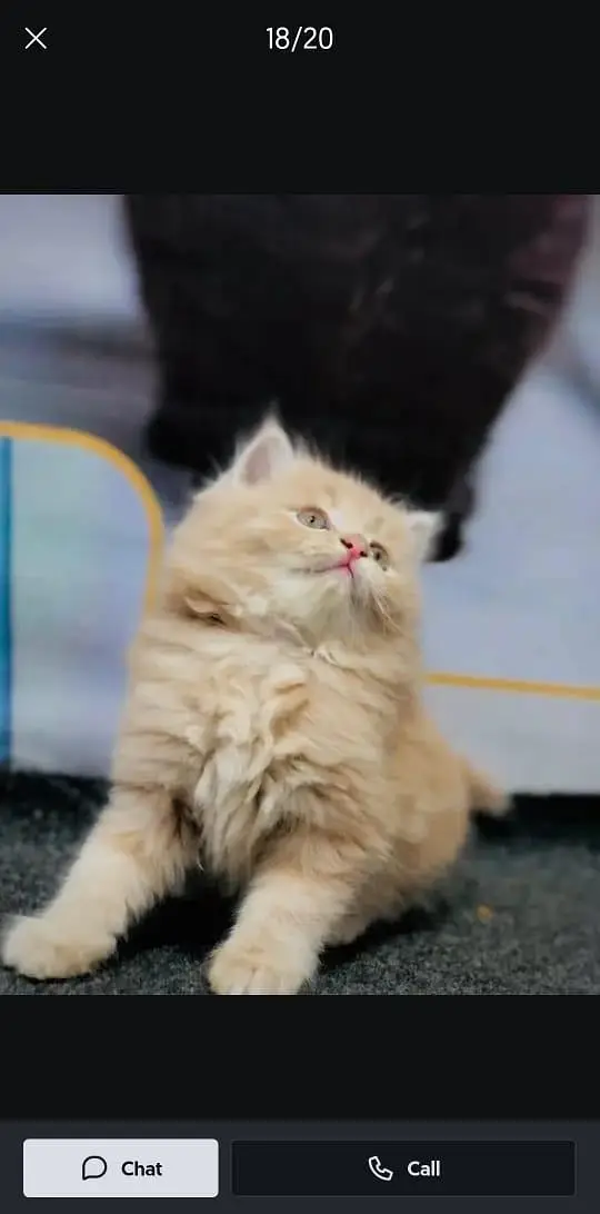cash on delivery parshion kitten cat male female — photo 4