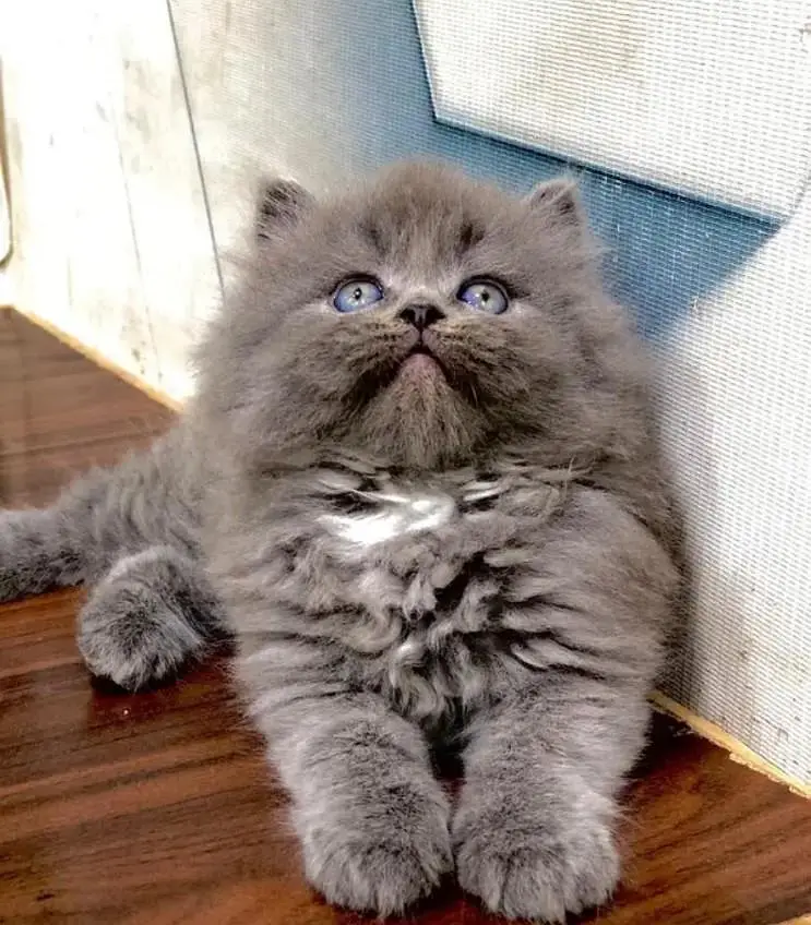 cash on delivery parshion kitten cat male female — photo 6