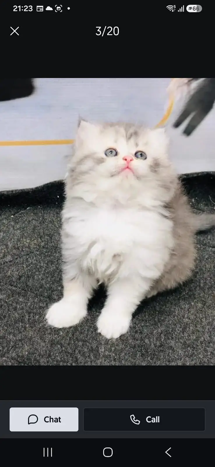 cash on delivery parshion kitten cat male female — photo 8
