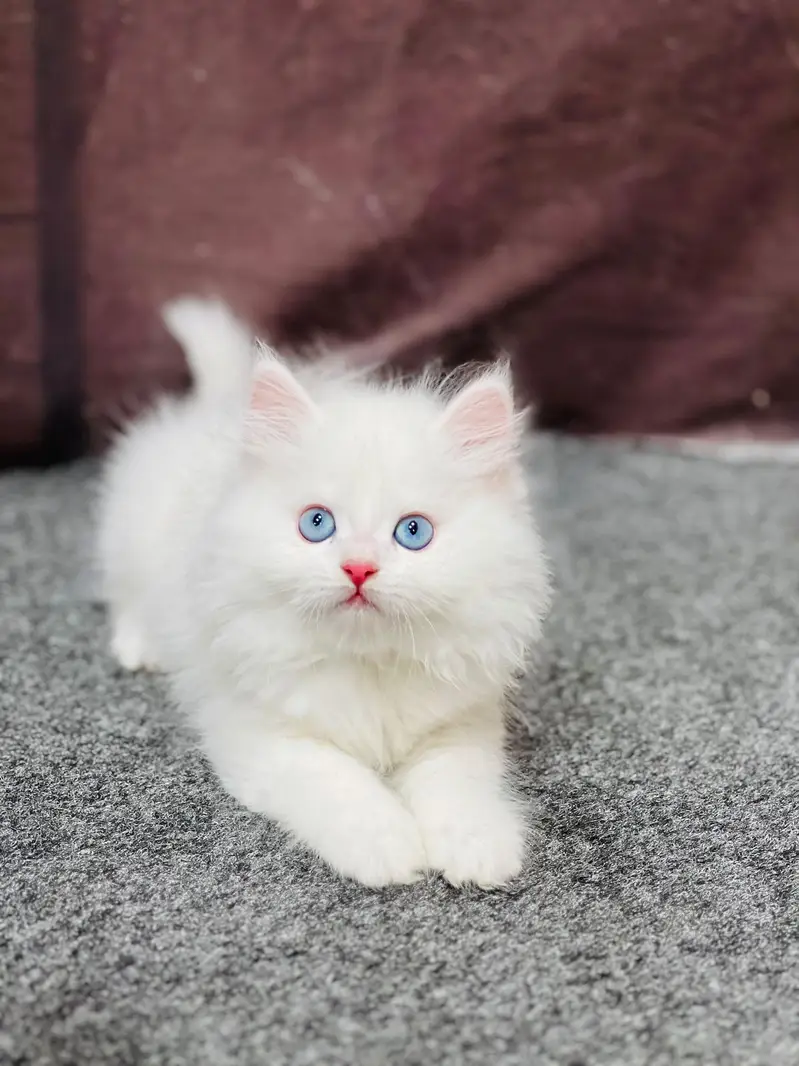 cash on delivery parshion kitten cat male female — photo 9