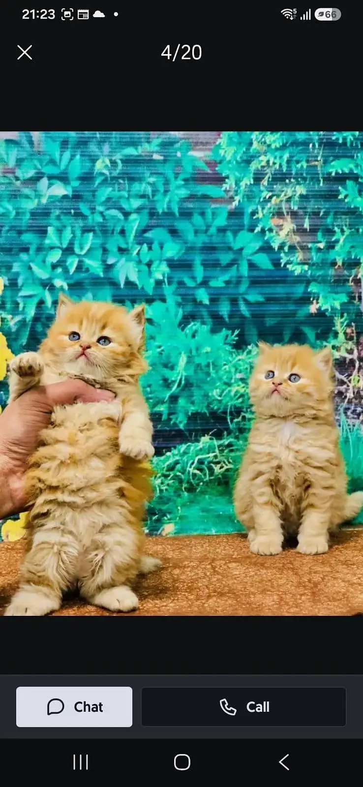 cash on delivery parshion kitten cat male female — photo 10