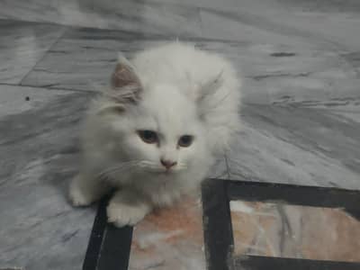 golden female cat and quite baby with colour