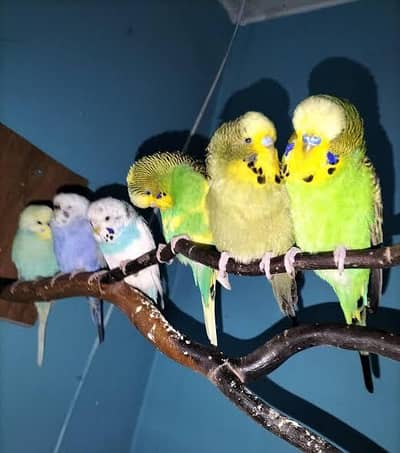 budgie