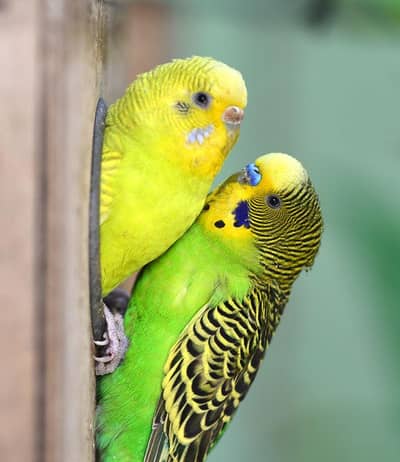 budgie