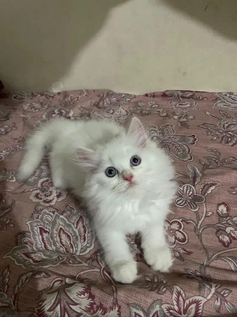 Persian Kitten — photo 2