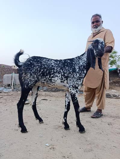 Male goat