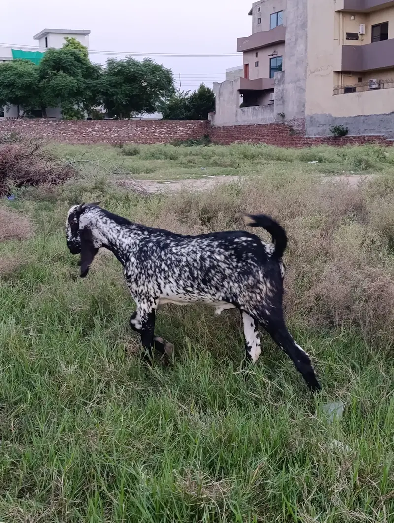 Male goat — photo 2