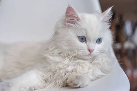 Blue eye punch face kitten / cat