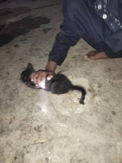 Black Cat