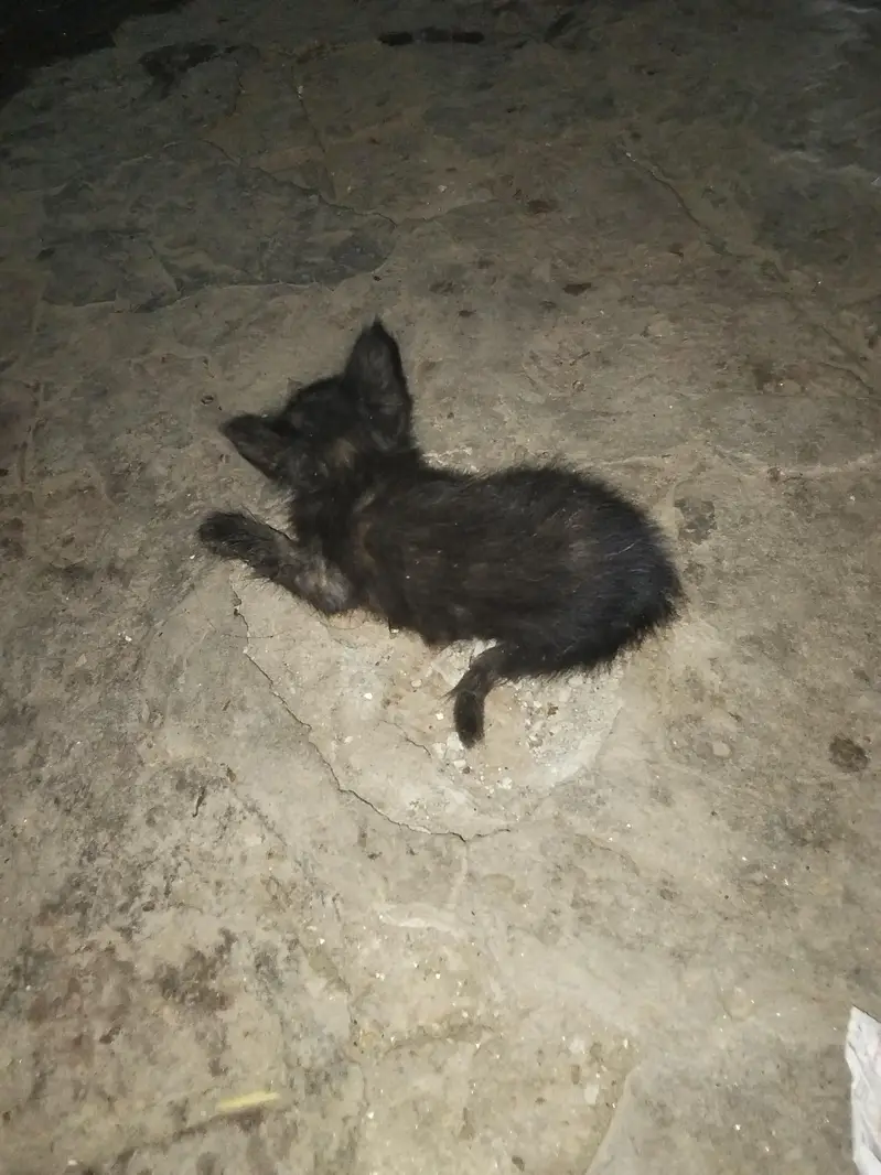 Black Cat — photo 2