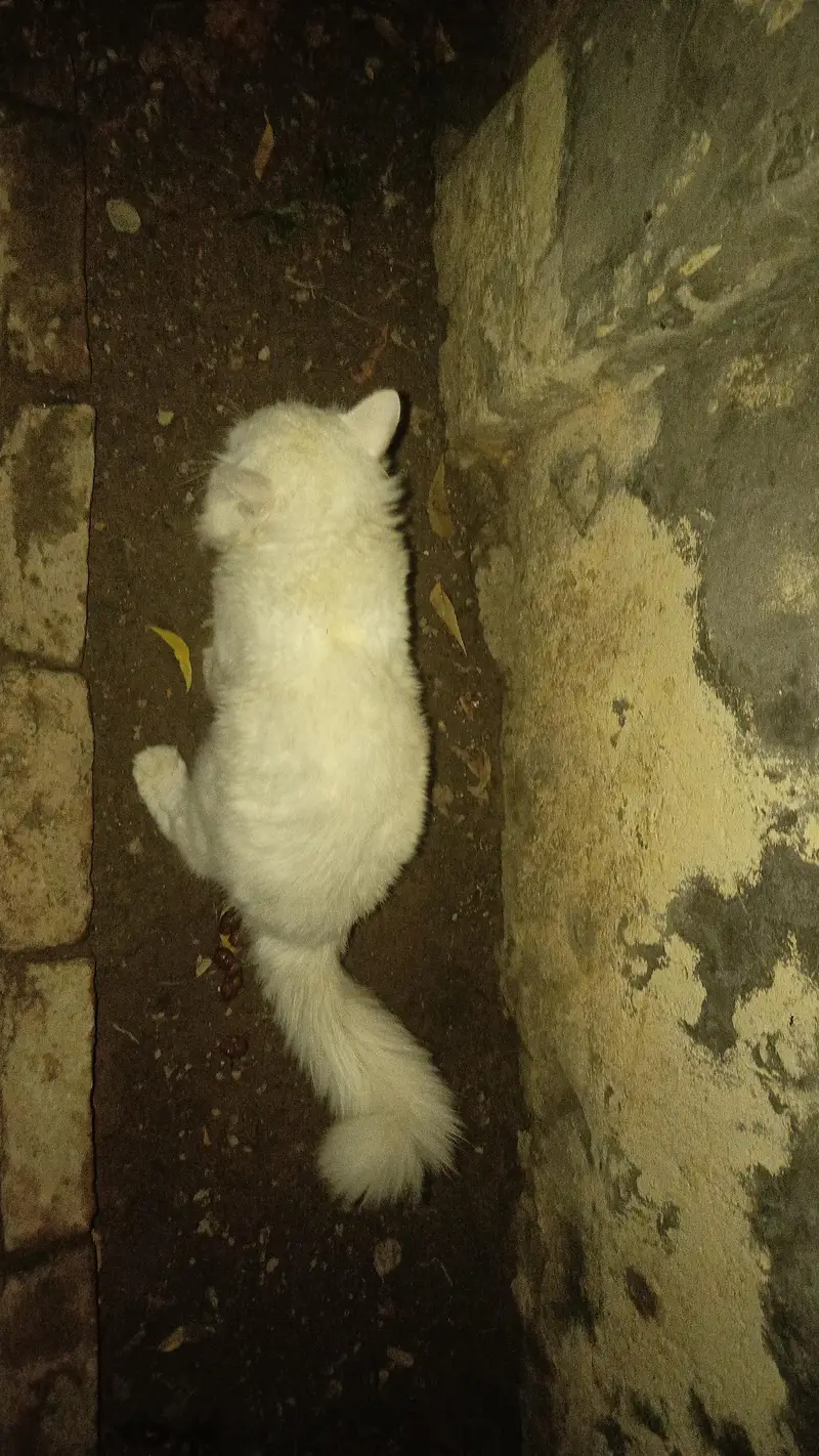 persian double coated male — photo 3