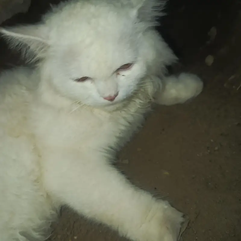 persian double coated male — photo 4