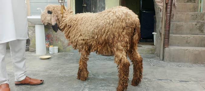 chatra for sale
