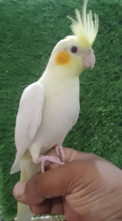 Cockatiel hand tame. Cockatiel chicks for hand tame.