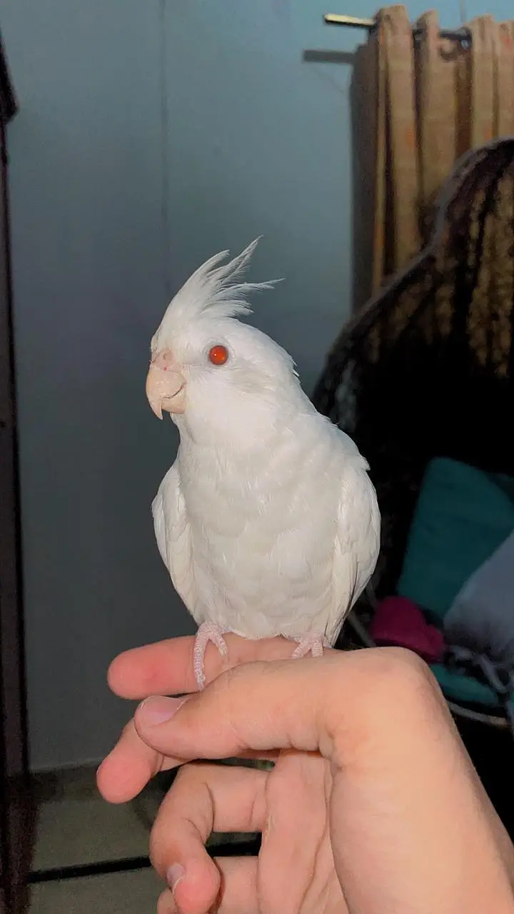 Cockatiel hand tame. Cockatiel chicks for hand tame. — photo 2