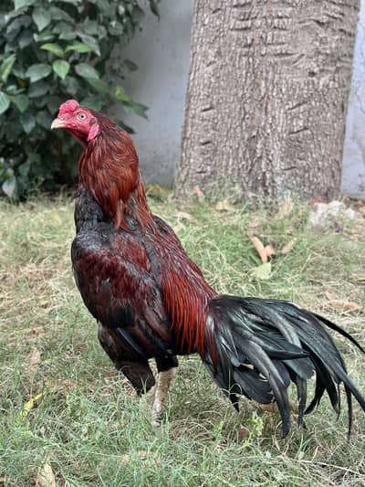 Mianwali Jegeri Lakha