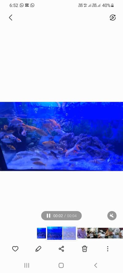 fishes