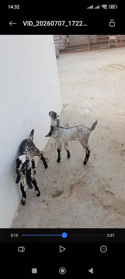 Makhi Cheeni With 2 female kids