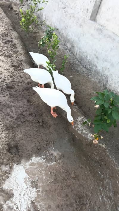 4 Ducks. 3 Female 1 Male