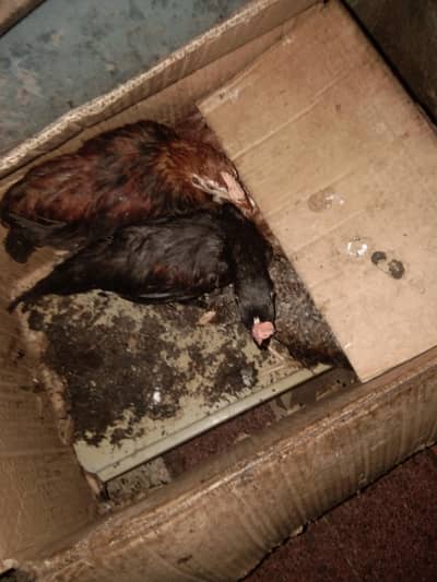 hens baby