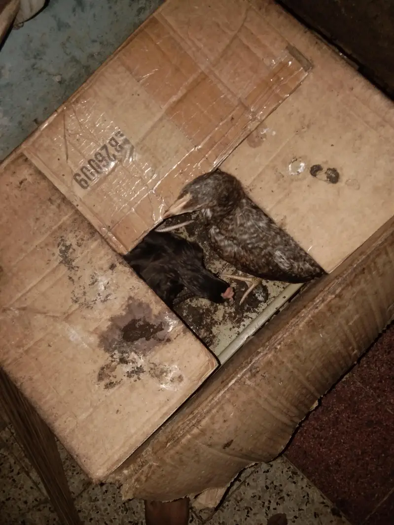 hens baby — photo 2
