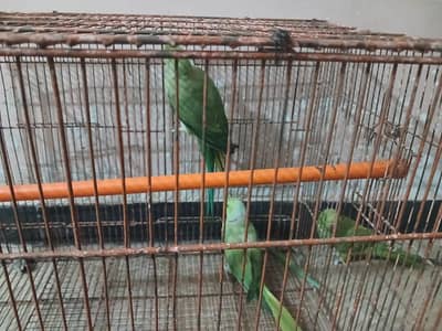 ringneck breder pair