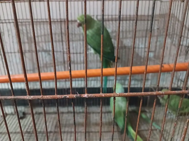 ringneck breder pair — photo 2