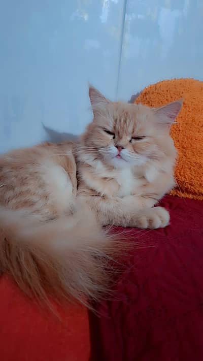 Persian cat triple cott